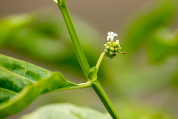 Flower plants Morinda Citrus (lat. Morinda citrifolia) close-up in natural light.