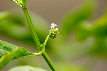 Flower plants Morinda Citrus (lat. Morinda citrifolia) close-up in natural light.