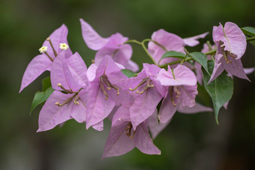 Bougainvillea is a genus of evergreens. Close-up.