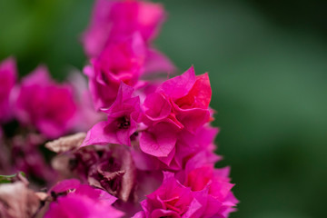 Bougainvillea is a genus of evergreens. Close-up.