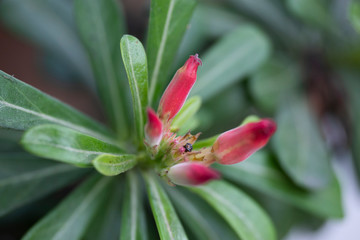 Flower plant Adenium close-up in natural light.