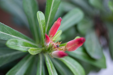 Flower plant Adenium close-up in natural light.