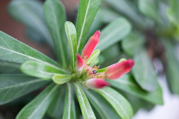 Flower plant Adenium close-up in natural light.