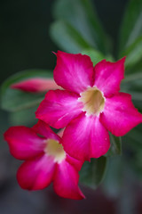 Flower plant Adenium close-up in natural light.