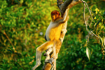 Proboscis monkey in tree, in rainforest of Malaysia
