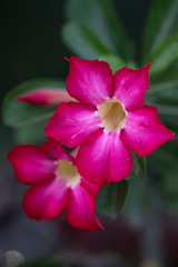 Flower plant Adenium close-up in natural light.