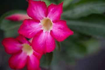 Naklejka premium Flower plant Adenium close-up in natural light.