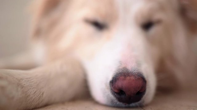 happy border collie puppy lying down asleep