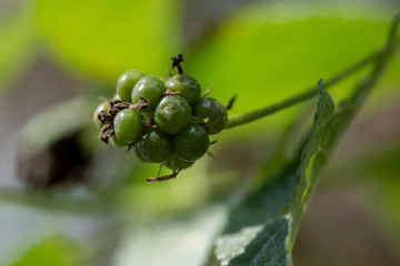 The unopened flower of the plant Lantana camara close-up in natural light.