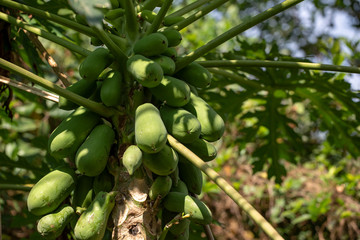 Papaya or melon tree (Latin Carica papaya) close-up in natural light.