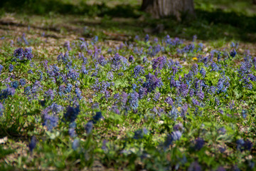 Obraz premium field of wild flowers