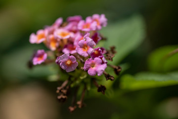 Multi-colored flowers of the plant Lantana close-up in natural light.