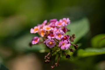 Multi-colored flowers of the plant Lantana close-up in natural light.