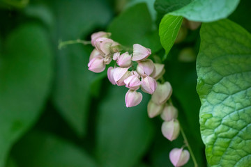 Clerodendrum Thompson (lat. Clerodendrum thomsonae) - flowers close-up.