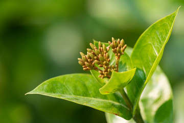 Beautiful red flowers of the plant Ixora chinensis in natural light.