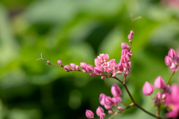 Clerodendrum Thompson (lat. Clerodendrum thomsonae) - flowers close-up.