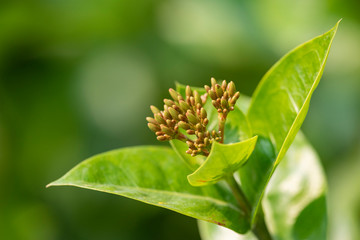 Beautiful red flowers of the plant Ixora chinensis in natural light.