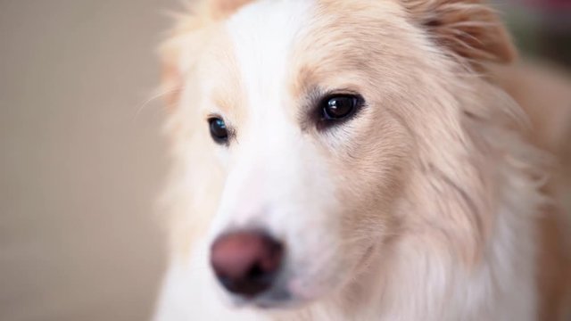 Adorable border collie portrait indoors