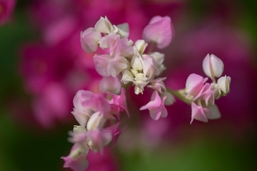 Naklejka na ściany i meble Clerodendrum Thompson (lat. Clerodendrum thomsonae) - flowers close-up.