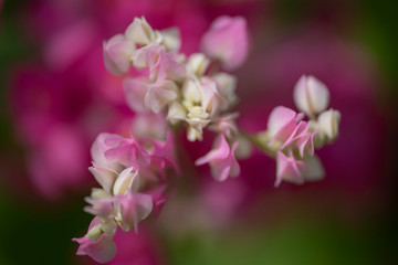 Obraz premium Clerodendrum Thompson (lat. Clerodendrum thomsonae) - flowers close-up.