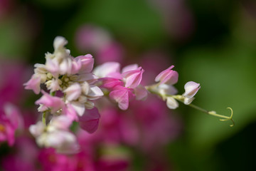 Fototapeta na wymiar Clerodendrum Thompson (lat. Clerodendrum thomsonae) - flowers close-up.