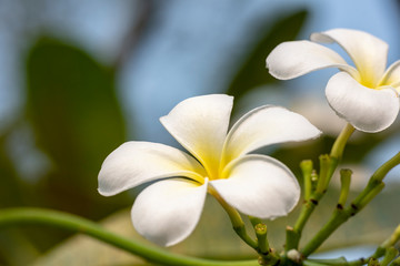 Obraz premium Plumeria - a white flower close-up in natural light.