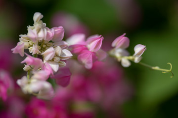 Fototapeta na wymiar Clerodendrum Thompson (lat. Clerodendrum thomsonae) - flowers close-up.
