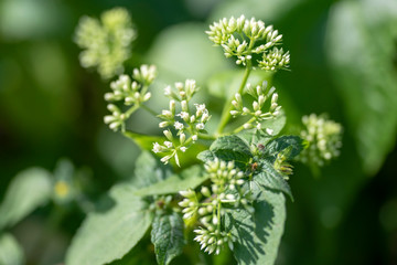 Fragrant chromium (lat. Chromolaena odorata) - perennial plant of the family Compositae, close-up.