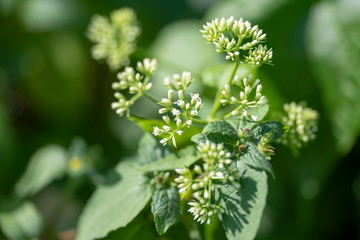 Fragrant chromium (lat. Chromolaena odorata) - perennial plant of the family Compositae, close-up.