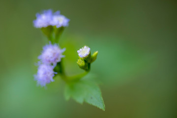 Closeup of small purple flowers of Vernonia plant.