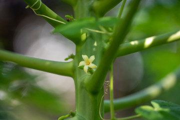 Papaya or melon tree (Latin Carica papaya) close-up in natural light.