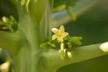 Obraz premium Papaya or melon tree (Latin Carica papaya) close-up in natural light.