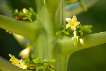 Papaya or melon tree (Latin Carica papaya) close-up in natural light.