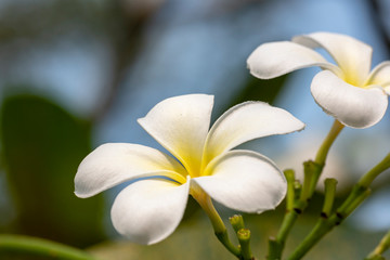Plumeria - a white flower close-up in natural light.