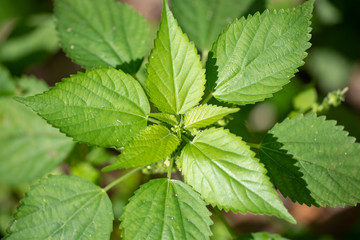 Fragrant chromium (lat. Chromolaena odorata) - perennial plant of the family Compositae, close-up.