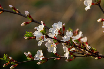 white flowers in spring