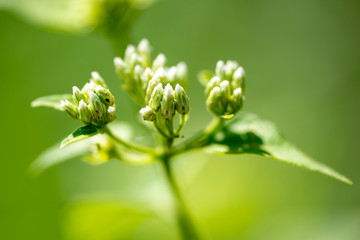 Fragrant chromium (lat. Chromolaena odorata) - perennial plant of the family Compositae, close-up.