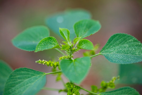 Green leaves of the plant Acalypha indica close-up in natural light.