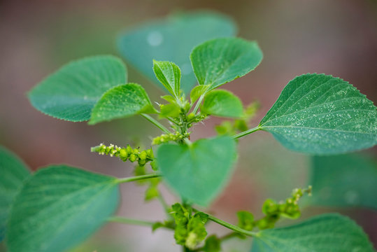 Green leaves of the plant Acalypha indica close-up in natural light.