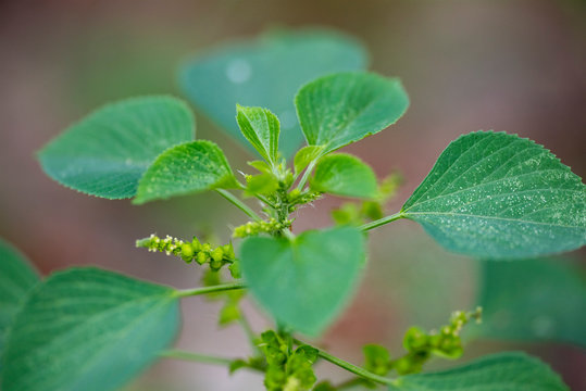 Green leaves of the plant Acalypha indica close-up in natural light.