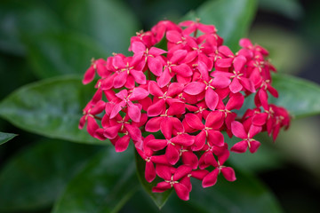 Obraz premium Beautiful red flowers of the plant Ixora chinensis in natural light.