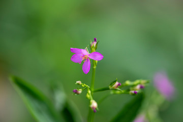 Violet Talinum flower close-up in natural light.