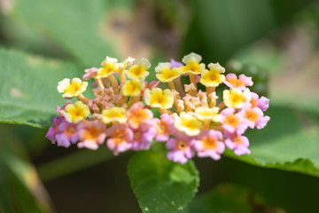 Multi-colored flowers of the plant Lantana close-up in natural light.