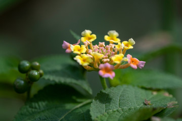 Multi-colored flowers of the plant Lantana close-up in natural light.