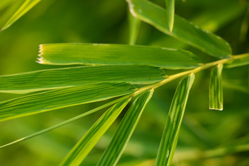 Texture of green palm leaf closeup