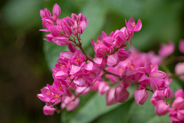 Clerodendrum Thompson (lat. Clerodendrum thomsonae) - flowers close-up.