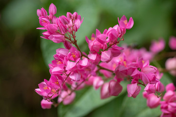 Clerodendrum Thompson (lat. Clerodendrum thomsonae) - flowers close-up.