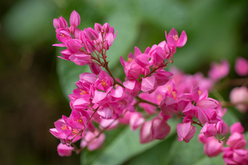 Obraz na płótnie Canvas Clerodendrum Thompson (lat. Clerodendrum thomsonae) - flowers close-up.