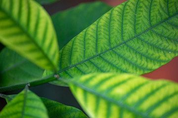 Tabernemontana (Latin Tabernaemontána) - close-up green leaves in natural light.