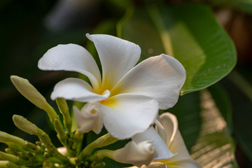 Obraz premium Plumeria - a white flower close-up in natural light.